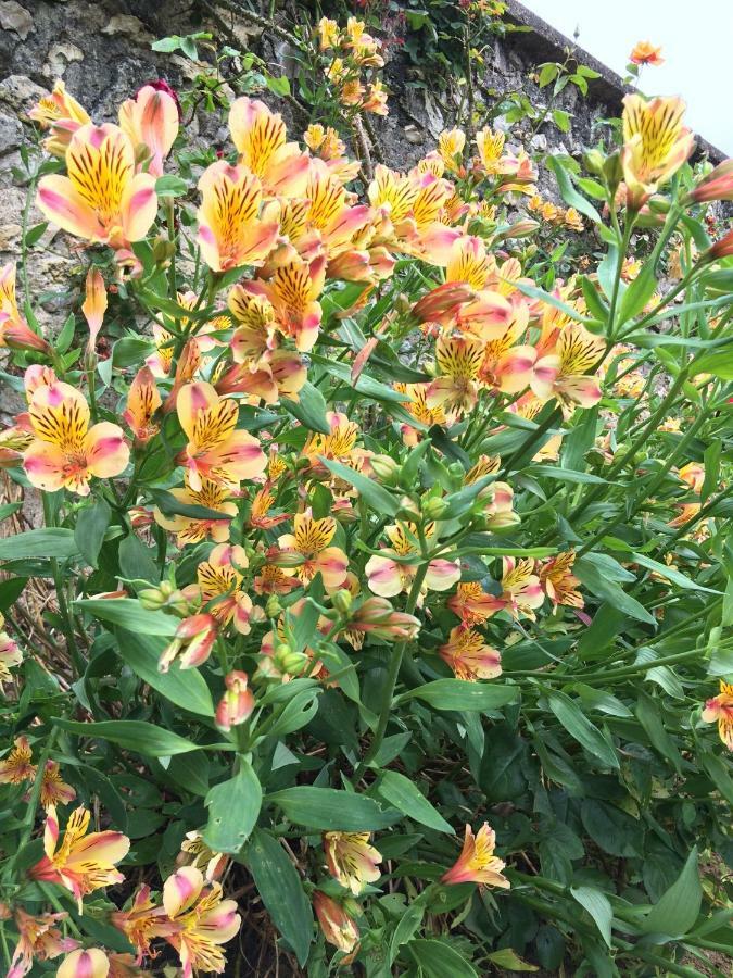 Bed and Breakfast La Tour De Saint Cyr Екстер'єр фото